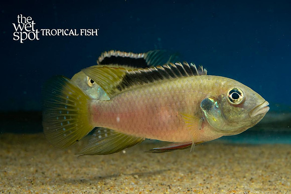 Benitochromis nigrodorsalis