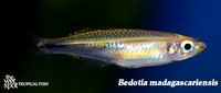 Madagascar Rainbowfish - Bedotia geayi female