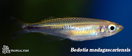 Madagascar Rainbowfish - Bedotia geayi female