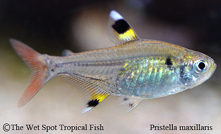 Pristella maxillaris - Pristella Tetra
