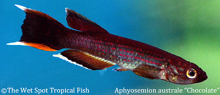 Chocolate Australe Killi - Aphyosemion australe