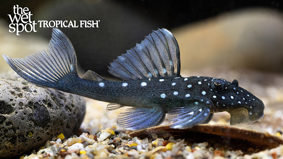 Hemiancistrus sp."L128" "Blue Phantom Pleco"