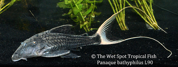 Panaque bathyphilus "Papa Pleco" L090