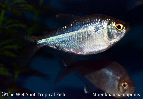 Moenkhausia naponis - Napo Tetra