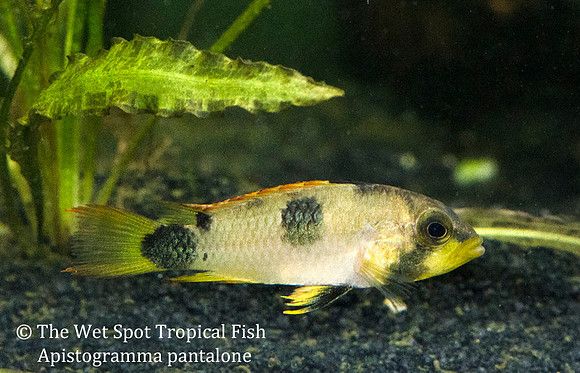 Apistogramma pantalone WILD ♀