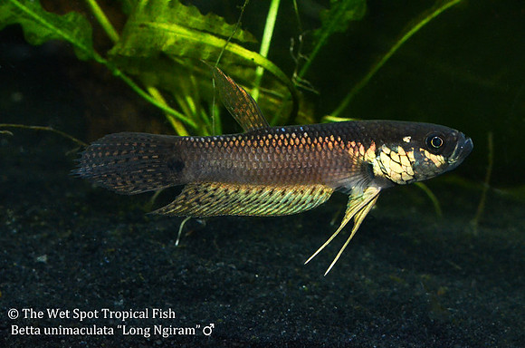 Betta unimaculata "Long Ngiram" - Gold Dragon Betta, Male
