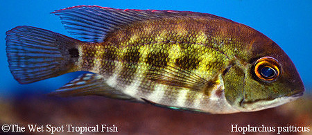 Hoplarchus psittacus - True Parrot Cichlid