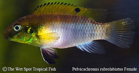 Pelvicachromis rubrolabiatus ♀