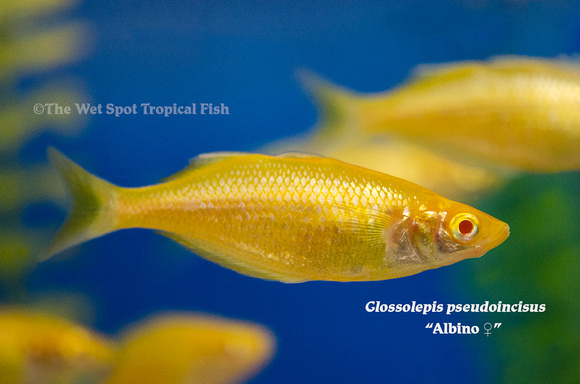 Albino Millenium Rainbow - Glossolepis pseudoincisus ♀