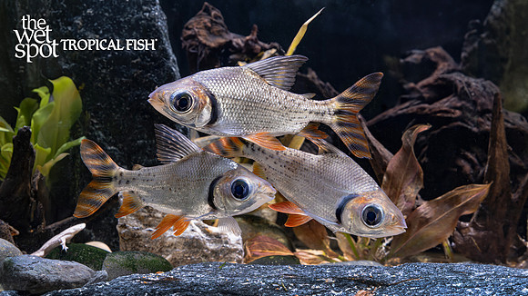 Semaprochilodus laticeps"Flagtail Prochilodus" "Colombia"