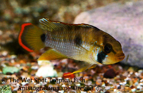 Apistogramma sp. "Oregon" Male