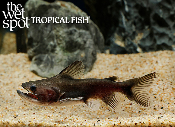 Asterophysus batrachus - Gulper Cat