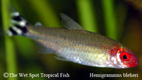 Hemigrammus bleheri - Rummynose Tetra