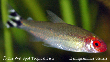 Hemigrammus bleheri - Rummynose Tetra