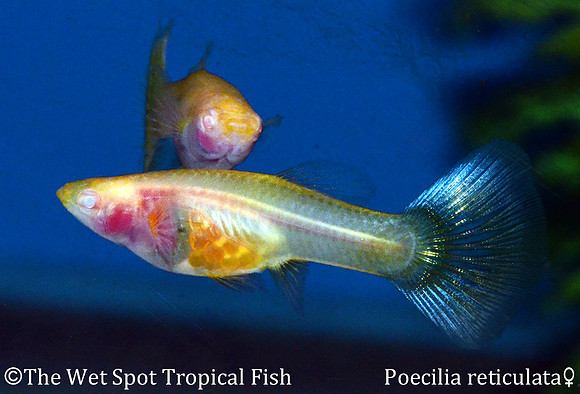 "Albino Naked Guppy" ♀ - Poecilia reticulata