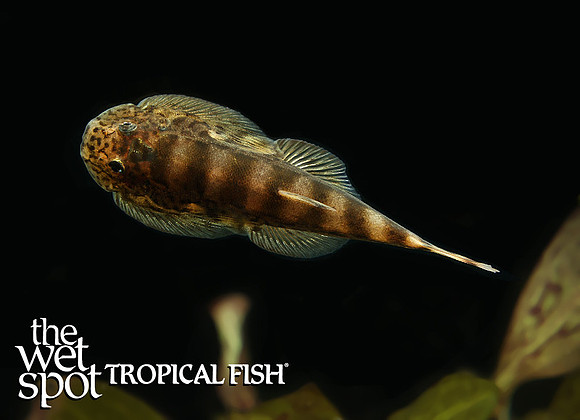 Hypergastromyzon humilis"Flat Borneo Sucker Loach"
