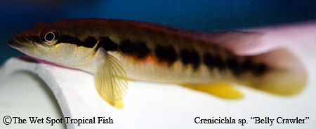 Crenicichla sp. "Belly Crawler"