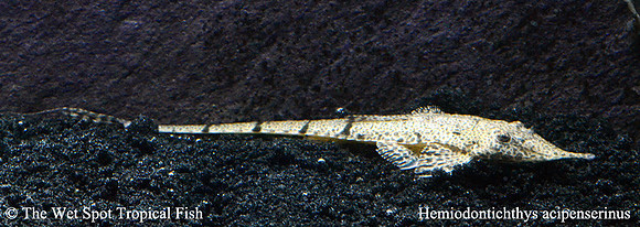 Pinocchio Whiptail Cat - Hemiodontichthys acipenserinus