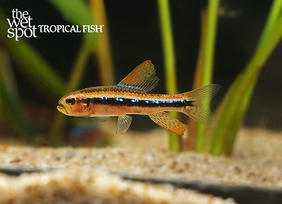 Poecilocharax weitzmani"Black Darter Tetra" "Brazil"