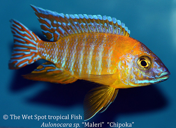 Aulonocara sp. "Maleri Chipoka"