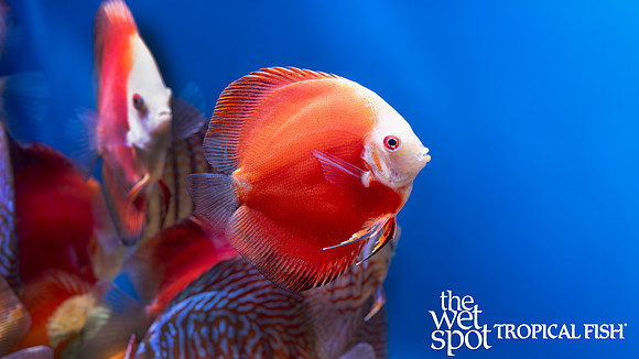 Symphysodon aequifasciatus "Red Melon Discus"