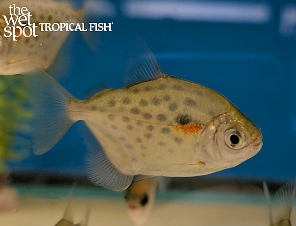 Metynnis lippincottianus"Spotted Silver Dollar" "Peru"
