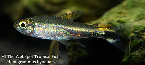 Hemigrammus hyanuary - Costello Tetra