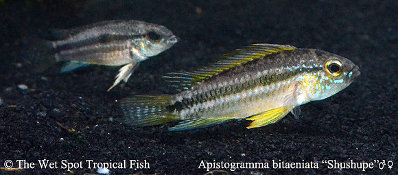 Apistogramma bitaeniata "Shushupe" WILD