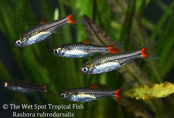 Rasbora rubrodorsalis - Cherry Spot Rasbora
