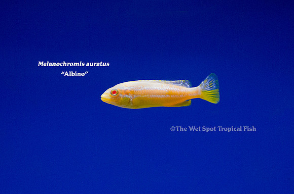 Melanochromis auratus Albino
