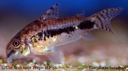 Corydoras habrosus - Dwarf Spotted Cory