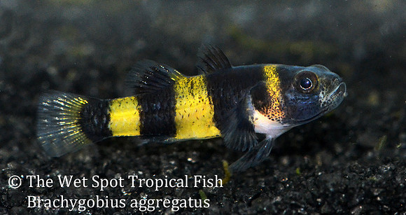 Neon Yellow Bumblebee Goby - Brachygobius aggregatus