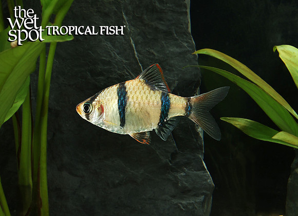 Puntigrus anchisporus "Borneo Tiger Barb"