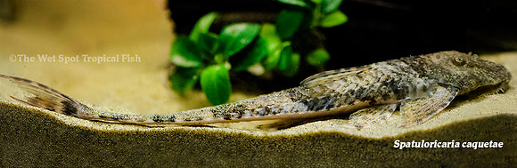Caquetae Whiptail Catfish - Spatuloricaria caquetae