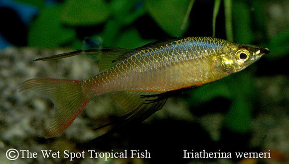 Threadfin Rainbowfish - Iriatherina werneri