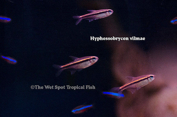Hyphessobrycon vilmae - Chocolate Neon Tetra
