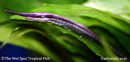 Twig Cat - Farlowella acus