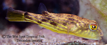 Nile/Fahaka Puffer - Tetraodon lineatus