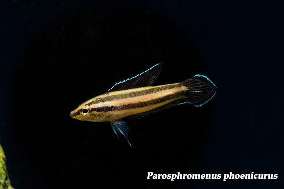 current stock fish the